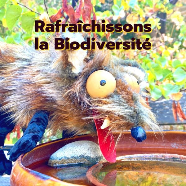 Astuces & Activités pour prendre soin de nos potes à plumes et à poils par temps chaud ! 🌞 Activités enfants pour préserver la Biodiversité